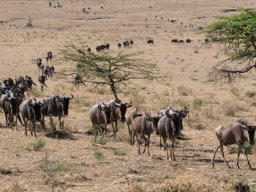 Bologonja_Seronera2009-20